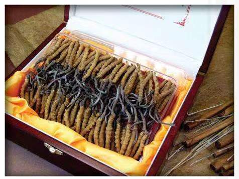 全南冬虫夏草回收